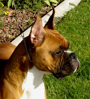 Cruz Head 11 mos.