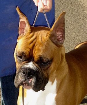 Cruz Head 11 mos.