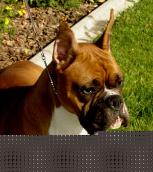 Cruz Head 11 mos.
